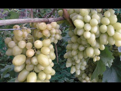 Виноград Артек Описание Сорта Фото Виноград Артек Описание Сорта Фото